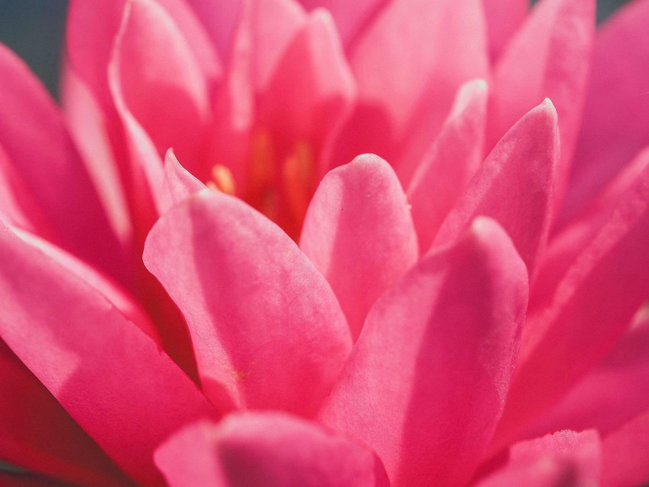 närbild av en rosa lotusblomma foto