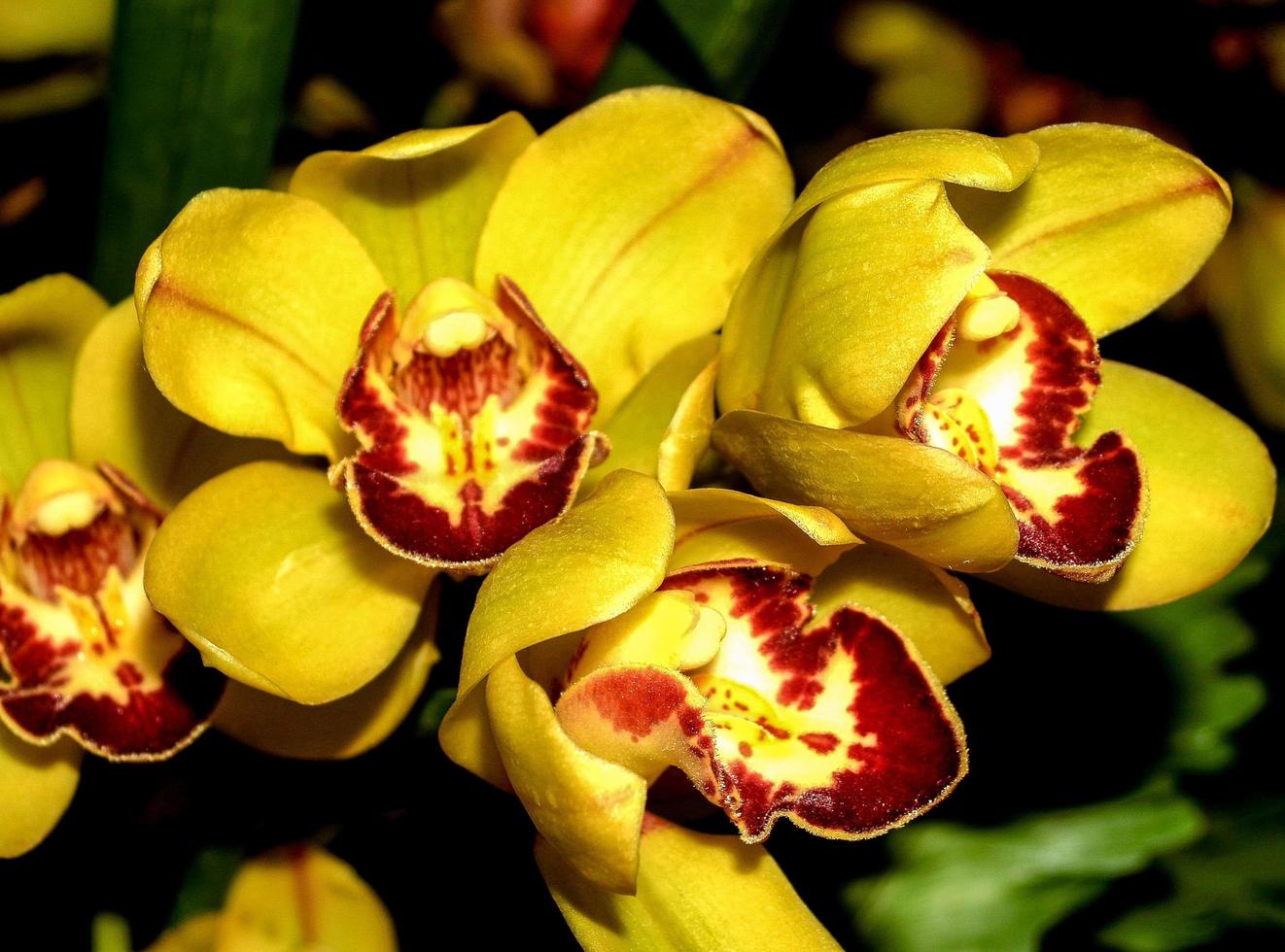 gula och röda orkidéer foto
