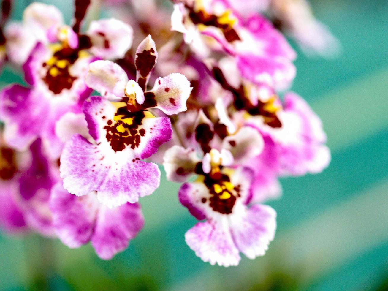 lila orkidéblommor foto