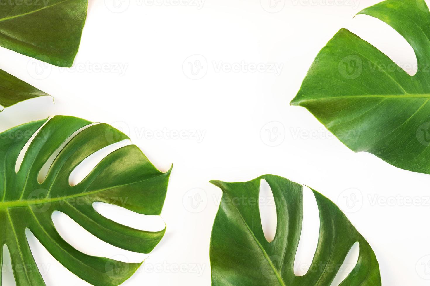 monstera lämnar på vit bakgrund foto