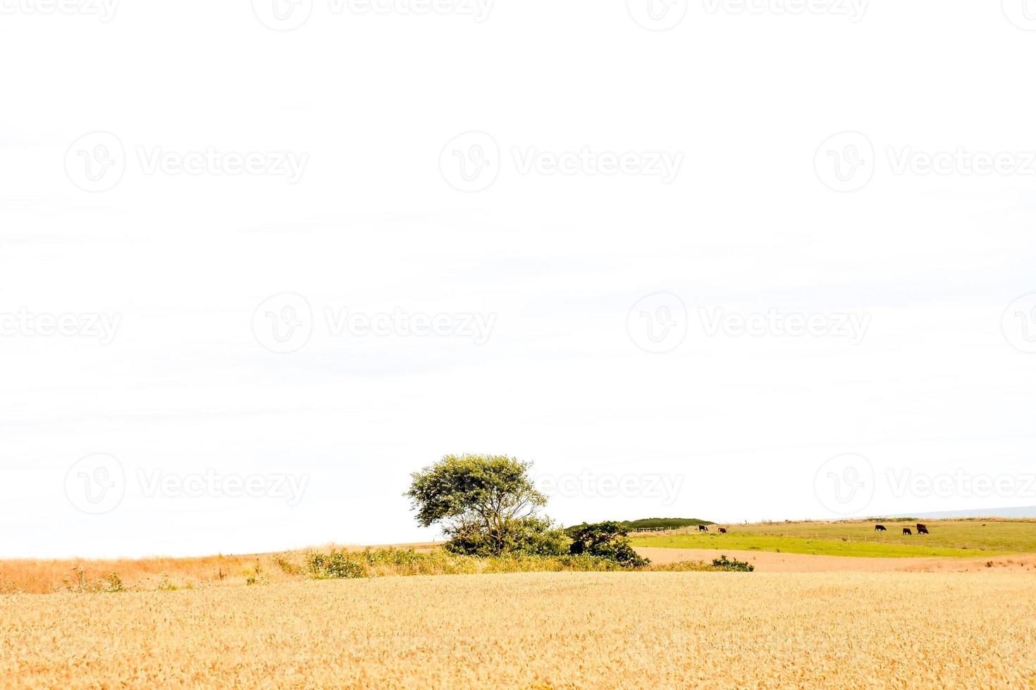 naturskön lantlig landskap foto