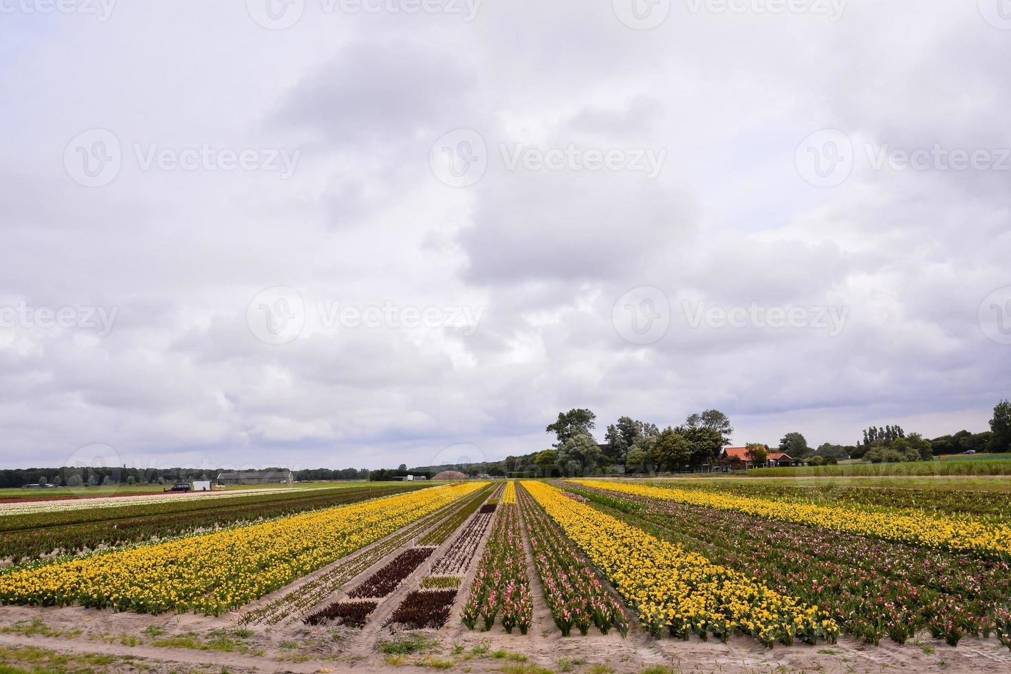 naturskön lantlig landskap foto