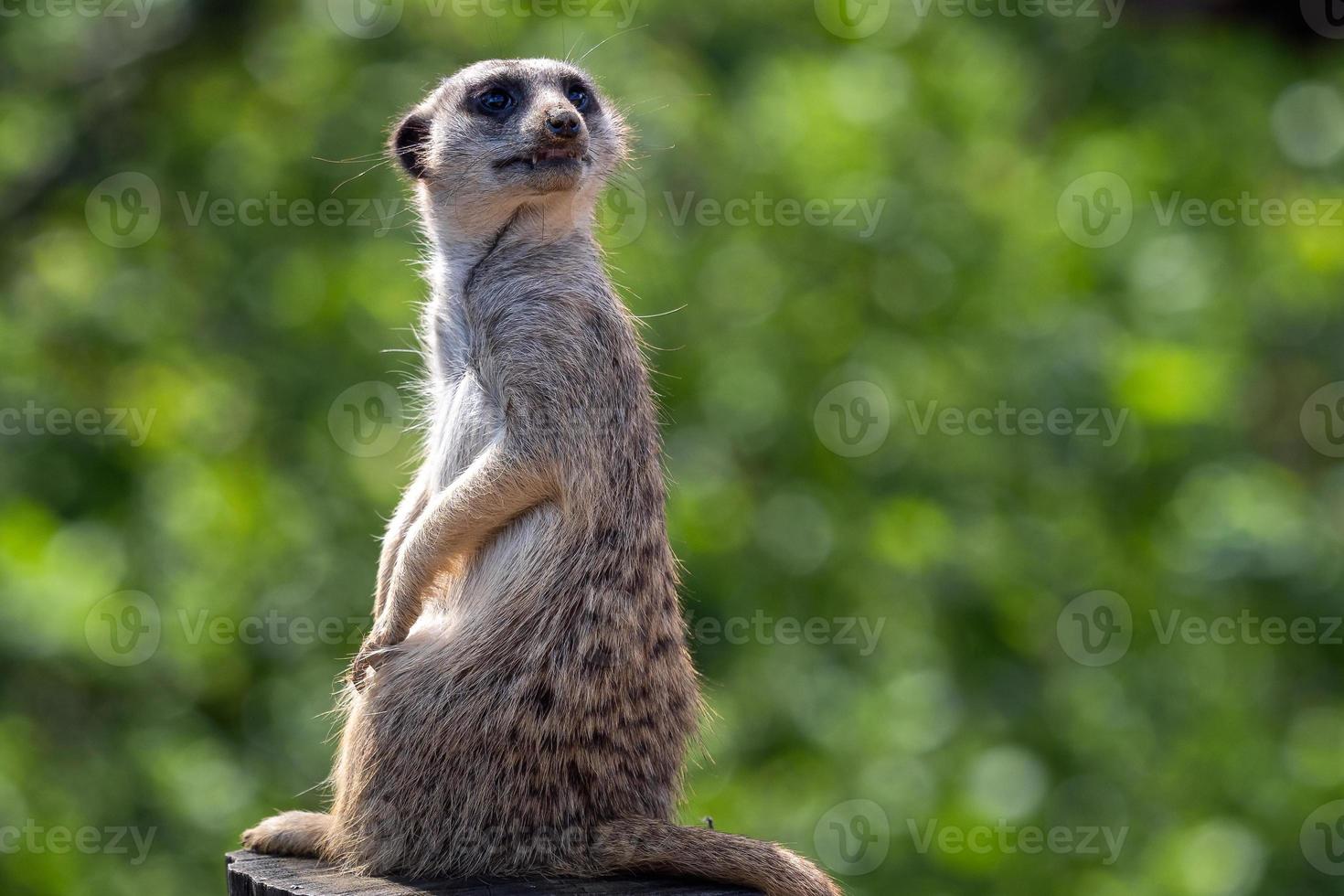 porträtt av en meerkat tittar på de miljö. foto