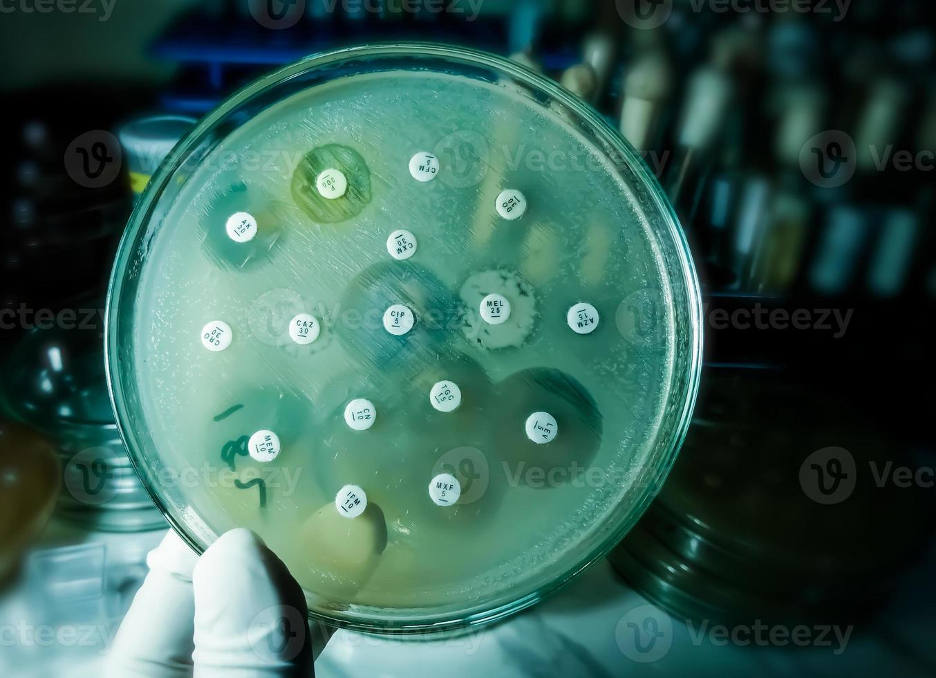 antimikrobiell känslighetstestning i petriskål. antibiotikaresistens hos bakterier foto