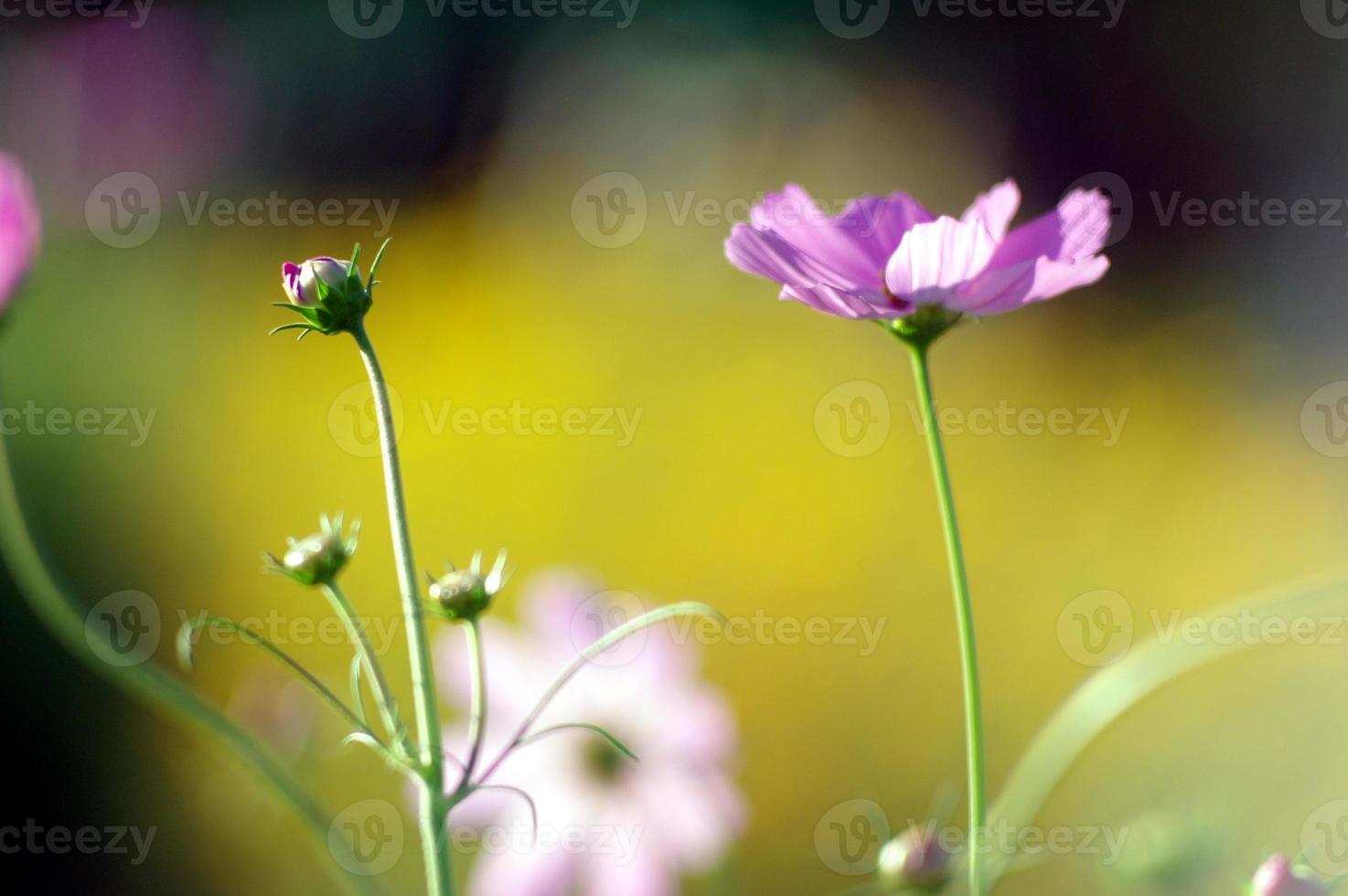 morgon- lila kosmos blomma i de trädgård foto