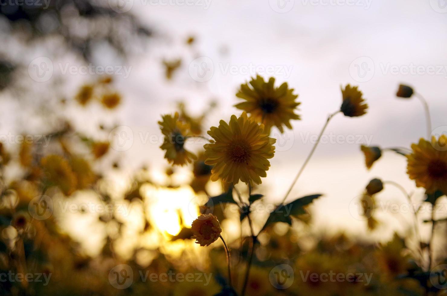 gul kosmos blommor i de kväll ljus foto