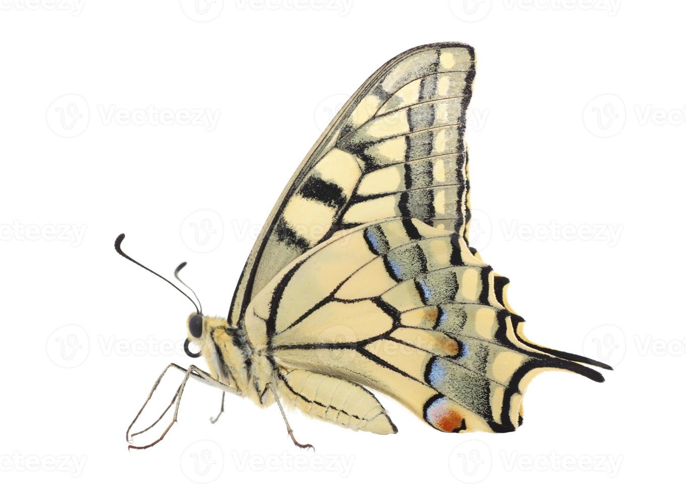 stänga upp av papilio machaon fjäril över vit foto