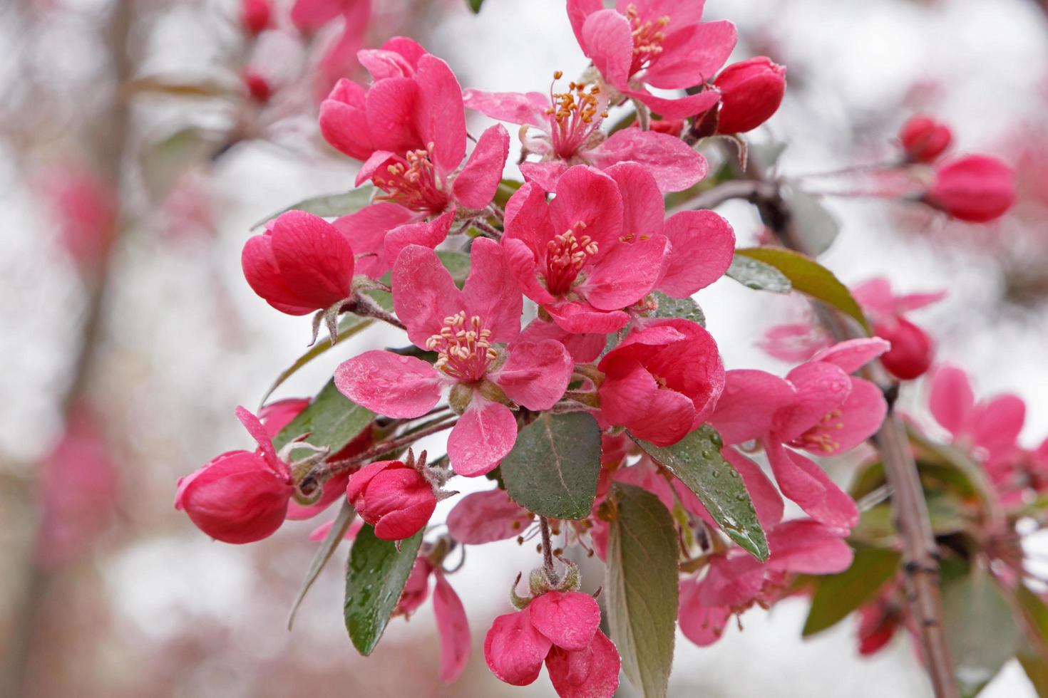 gren av äpple träd blomstrande på vår foto