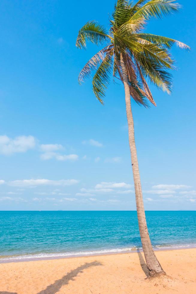 kokosnöt träd på stranden foto