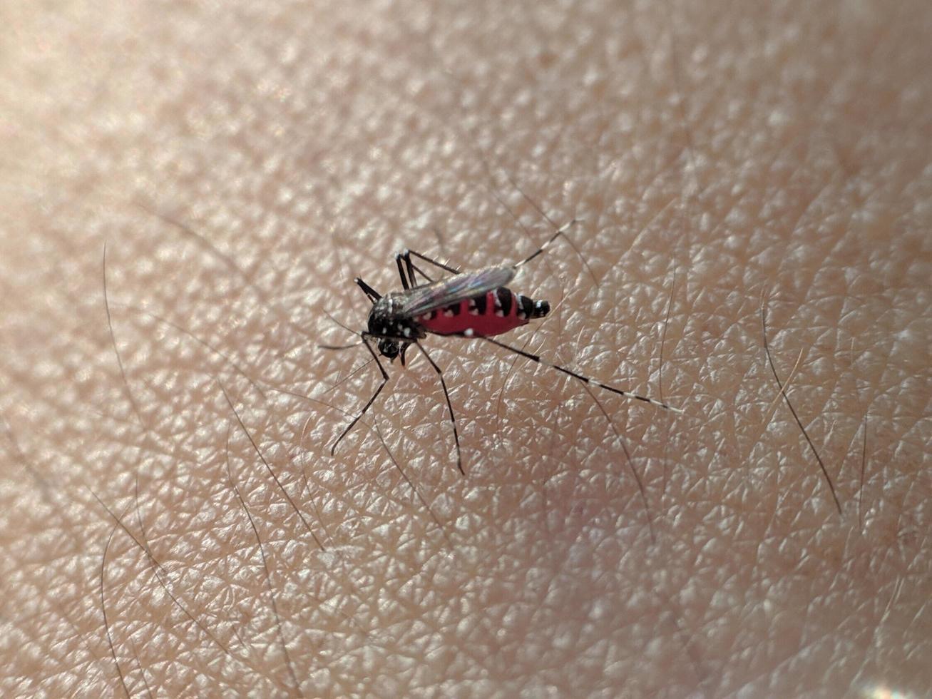 makro skott av mygga på mänsklig hud till suga blod foto