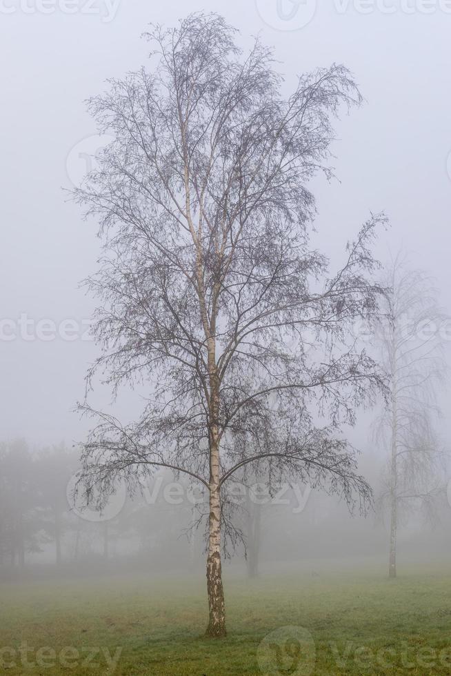 silver- björk i vinter- dimma foto