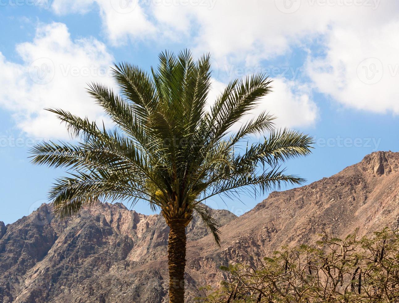 palmer och berg foto