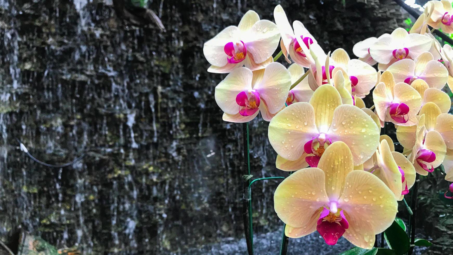 vit orkidéblomma i trädgården foto