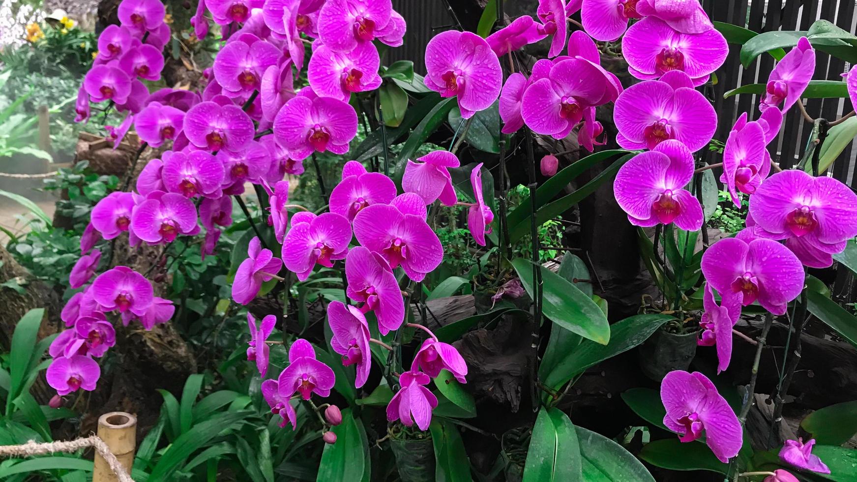 orkidéblomma i trädgården foto