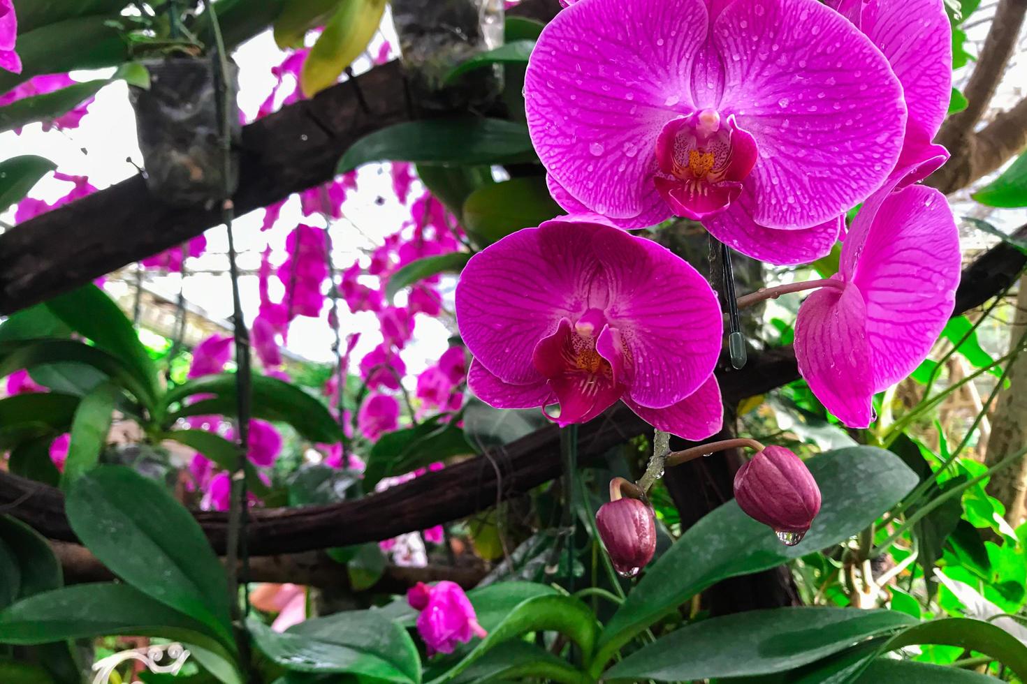 orkidéblomma i trädgården foto