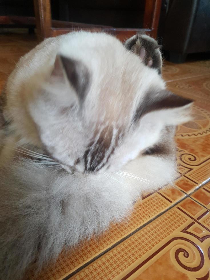 friska och söt grå katt foto