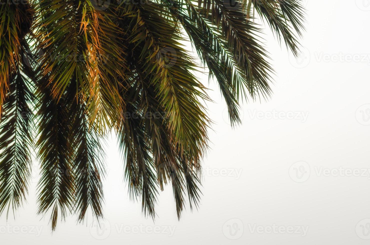 palmgrenar på en vit bakgrund foto