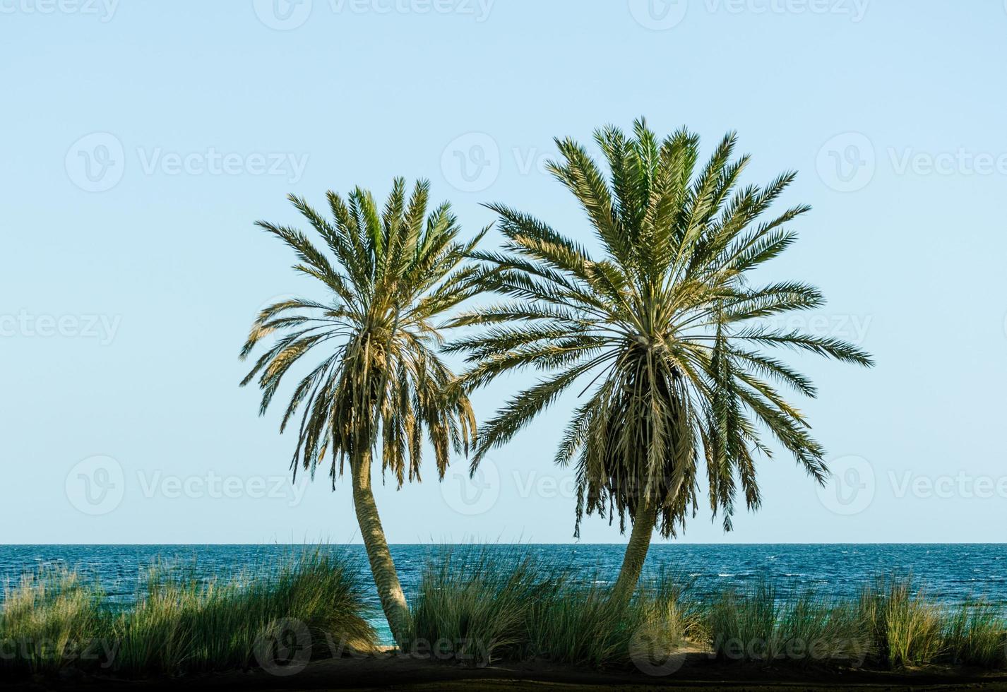 två palmer foto