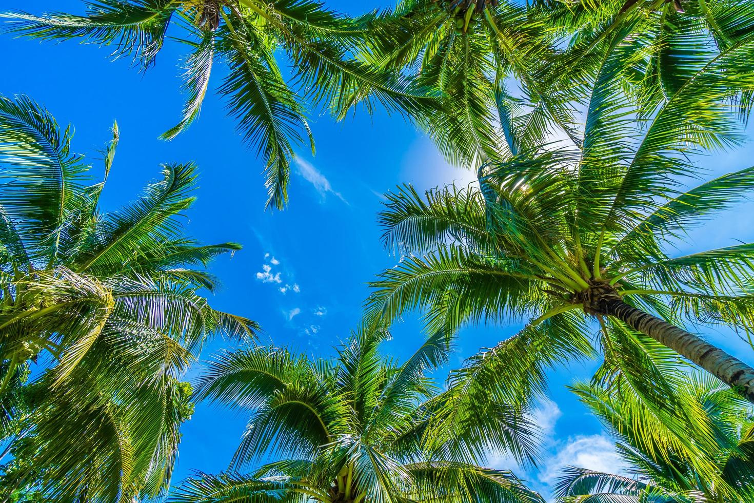 kokospalmer på blå himmel foto