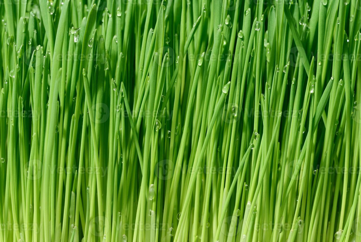 grön vete groddar med vatten droppar, makro foto