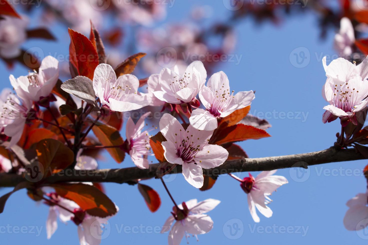 blommande fruktträd på våren i solskenet foto