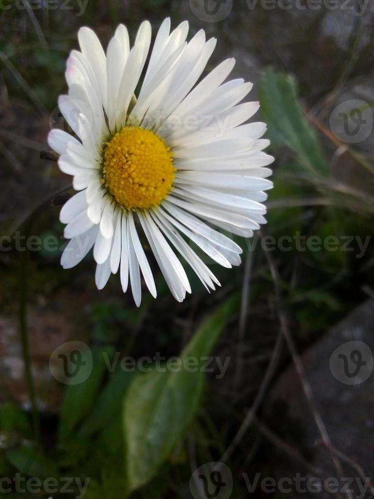 allmänning daisy vit blomma växt foto