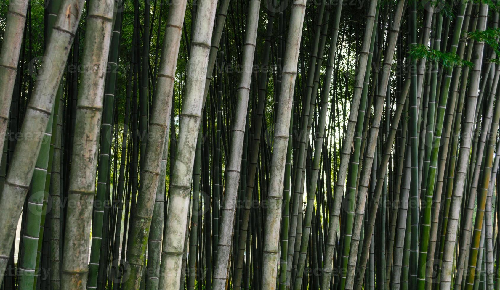 närbild av en grupp bambu foto