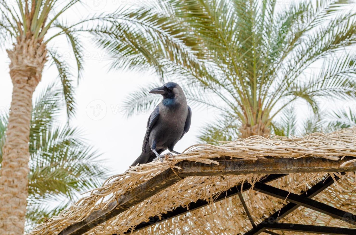 jackdaw på kanten av ett palmparaply foto