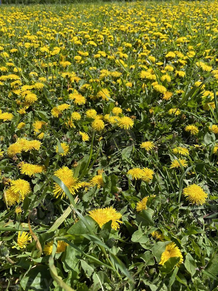 äng med vår daisy blommor. fält av gul blommor i bakgrund. maskrosor foto