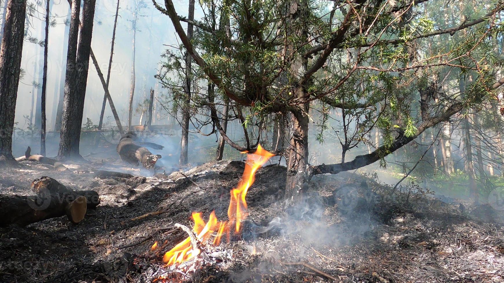 skog brand. fallen träd är bränt till de jord en massa av rök när vildbrand foto