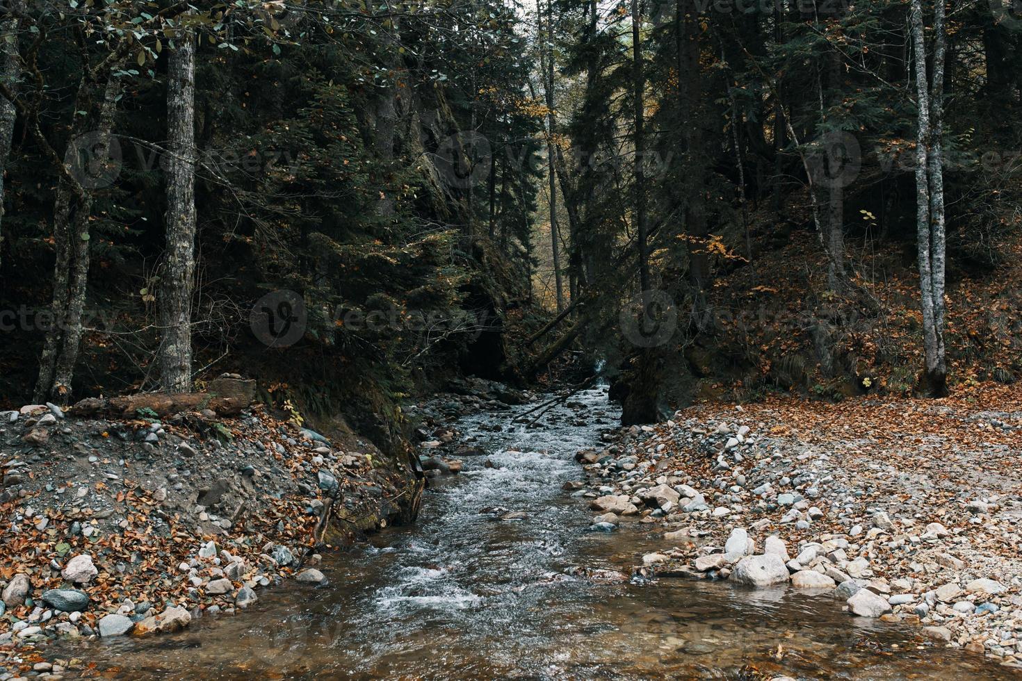 berg flod kropp av vatten höst lång träd tät skog och fallen löv foto