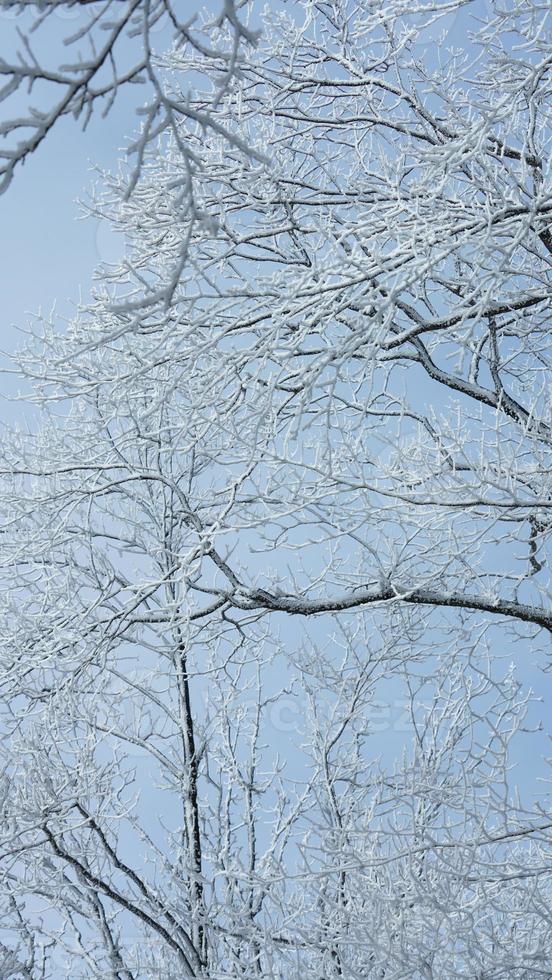 de frysta vinter- se med de skog och träd täckt förbi de is och vit snö foto