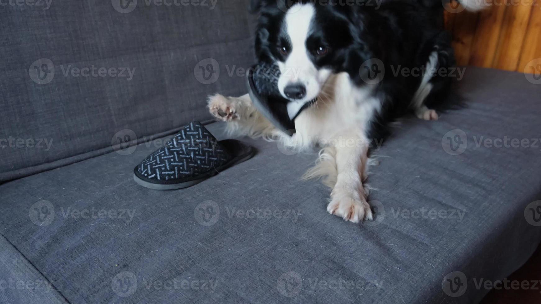 stygg lekfull valp hund gräns collie efter rackartyg bitande toffel liggande på soffa på Hem. skyldig hund och förstörd levande rum. skada rörig Hem och valp med rolig skyldig se. foto