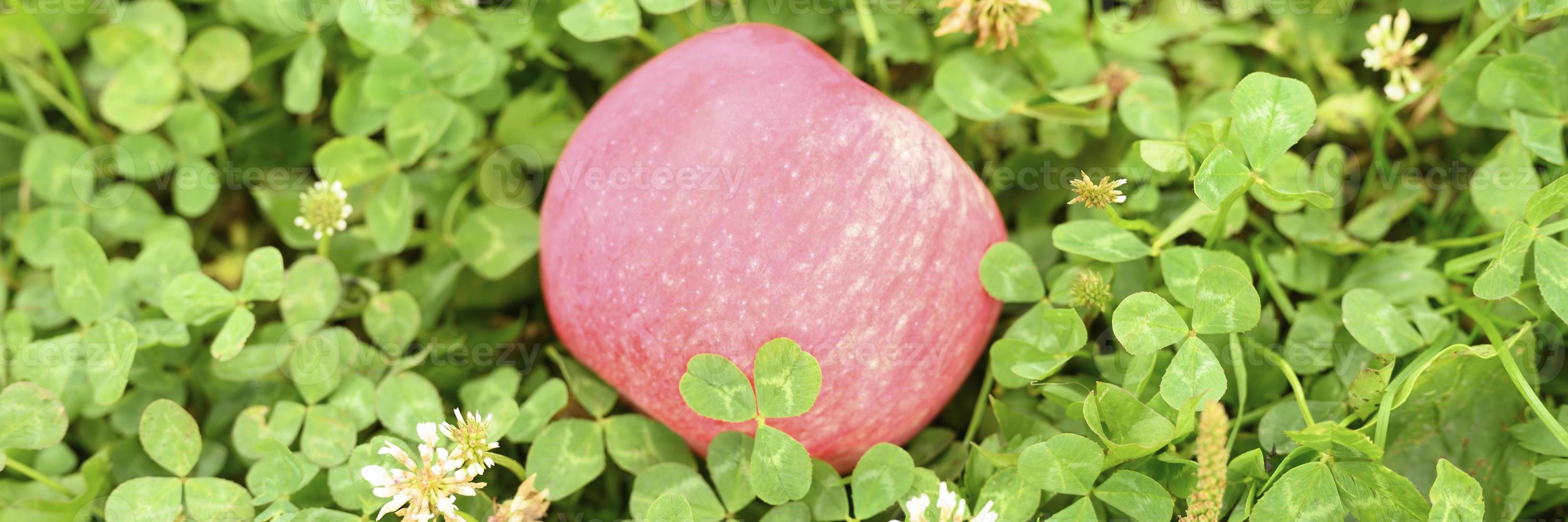 rött moget äpple med en naturlig vit beläggning på det gröna gräset foto