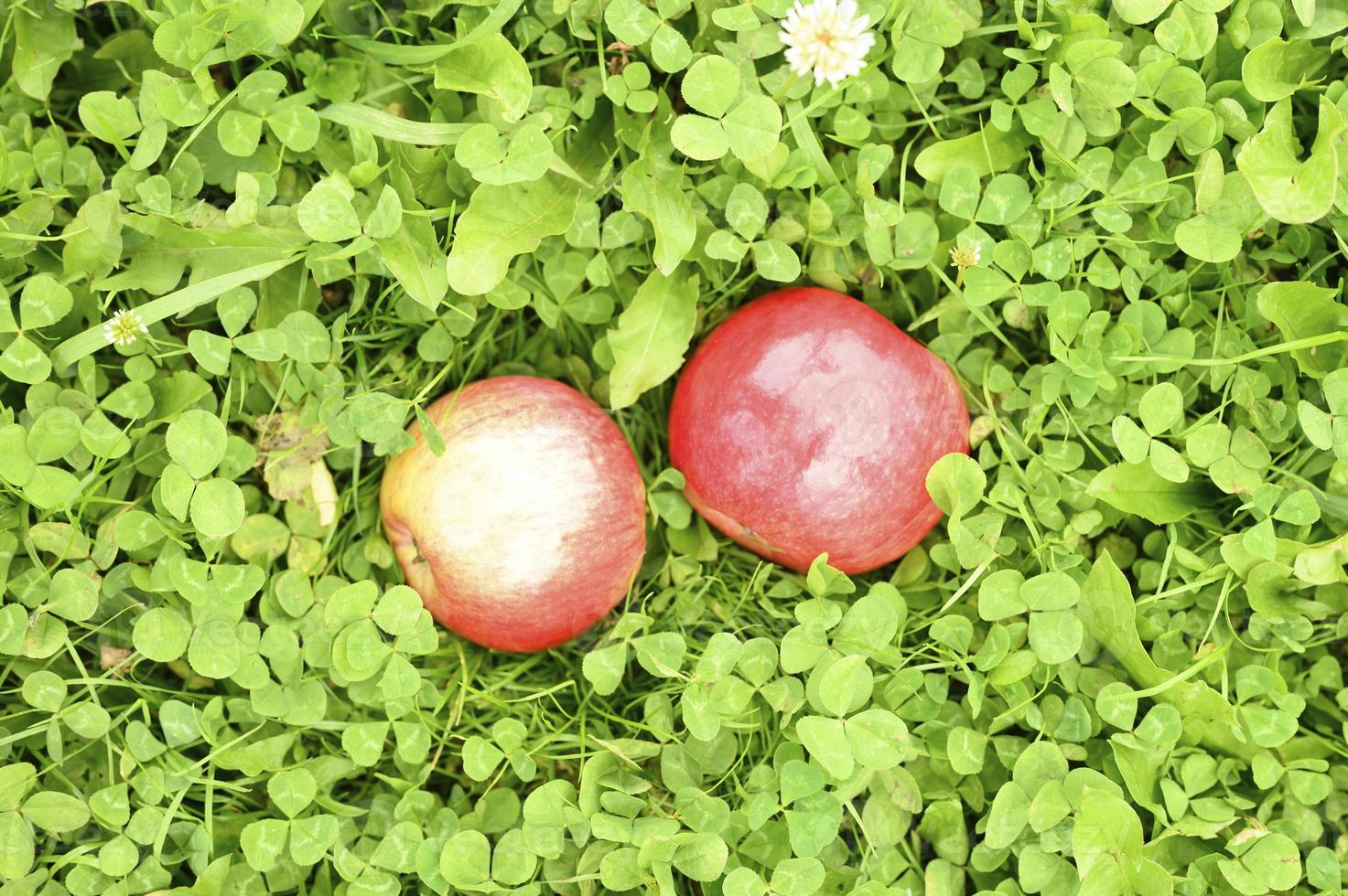 rött moget glänsande äpple på det gröna gräset foto