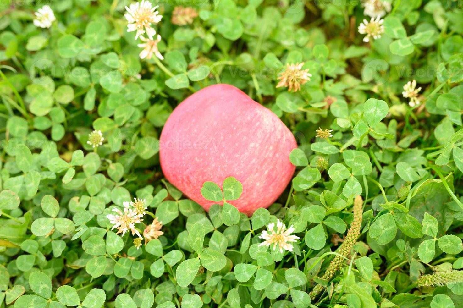 rött moget äpple med en naturlig vit beläggning på det gröna gräset foto