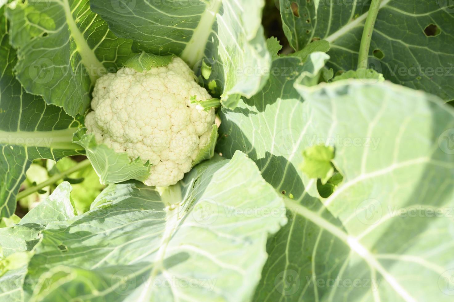 chef för färsk mogen blomkål som växer i trädgården foto