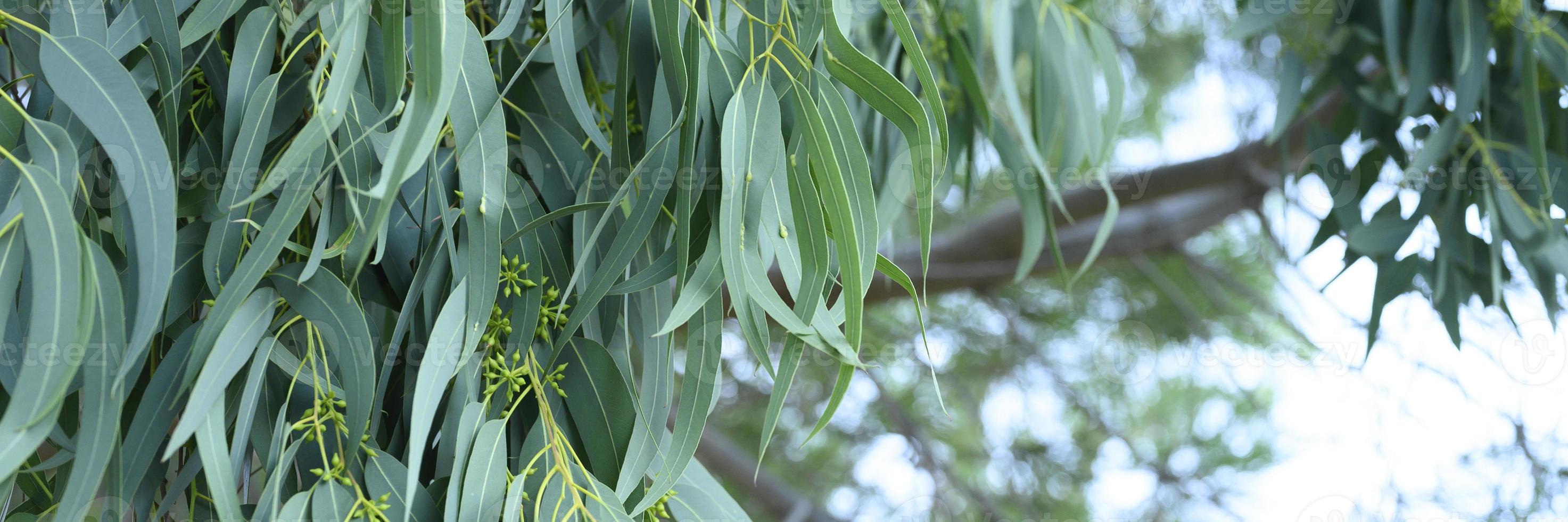 eukalyptusblad. gren eukalyptusträd natur utomhus bakgrund foto