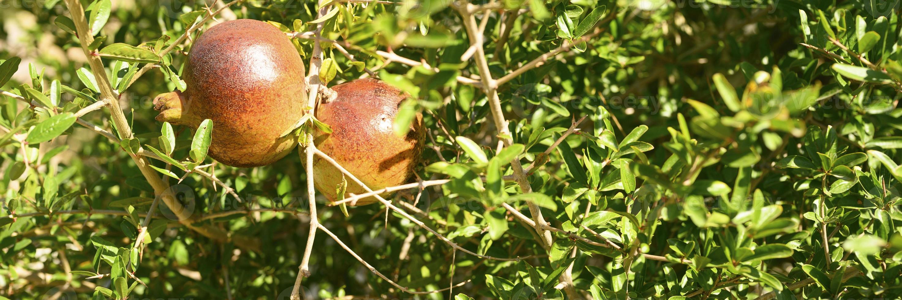 mogna röda granatäpplen växer på en trädgren i trädgården foto