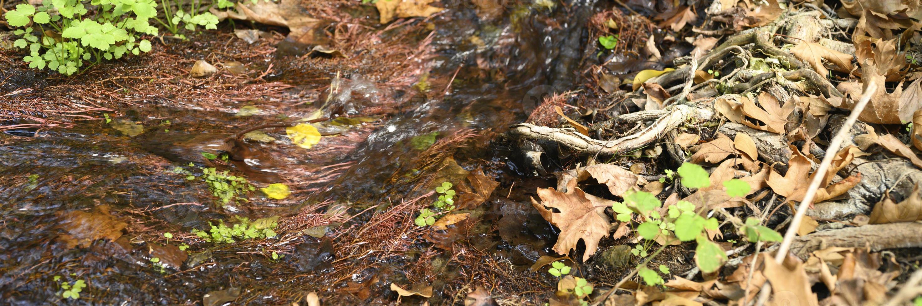 en bäck som löper genom trädens nakna rötter i en stenig klippa och fallna höstlöv foto