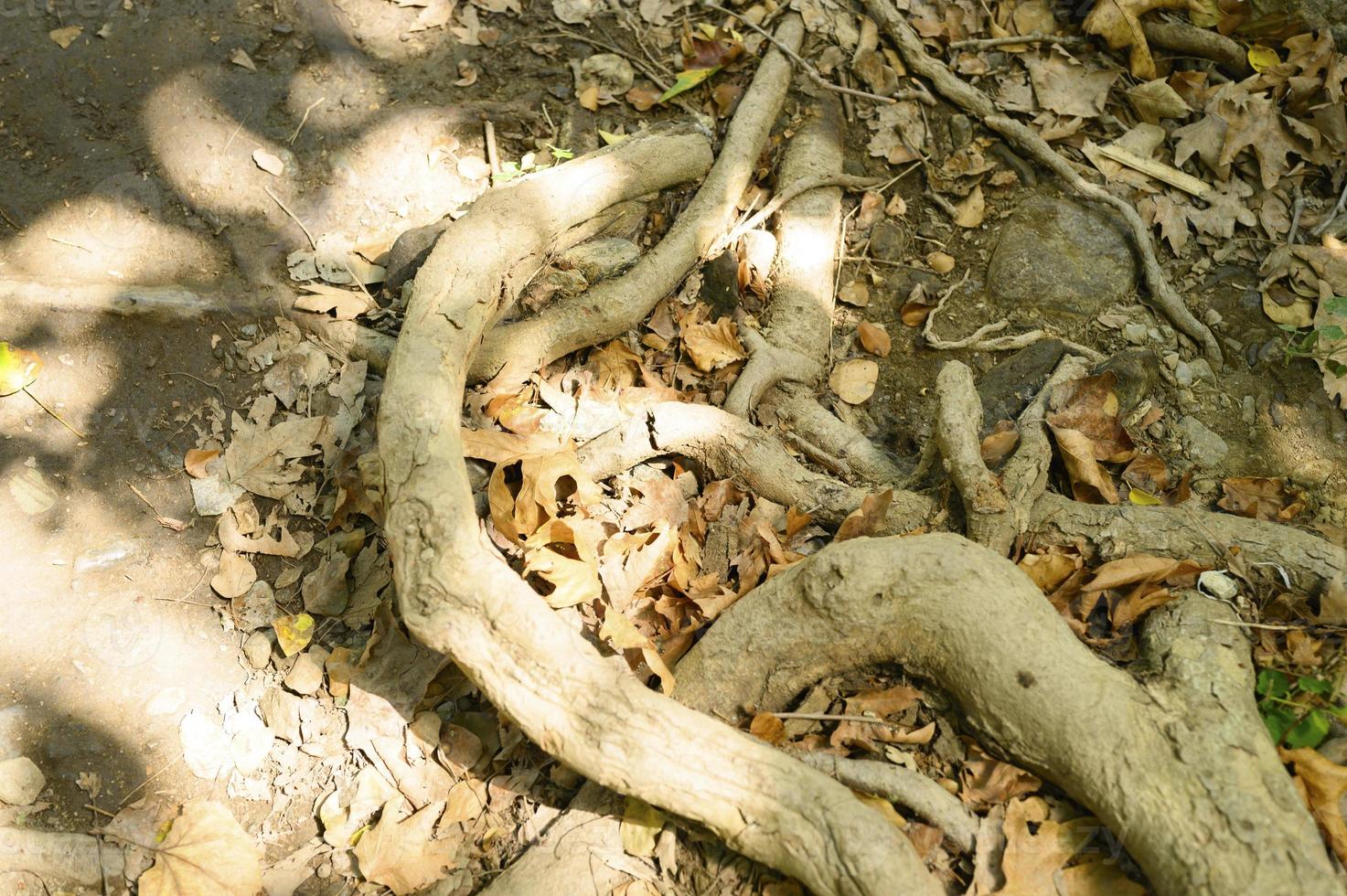 kala rötter av träd som sticker ut från marken i klippiga klippor på hösten foto