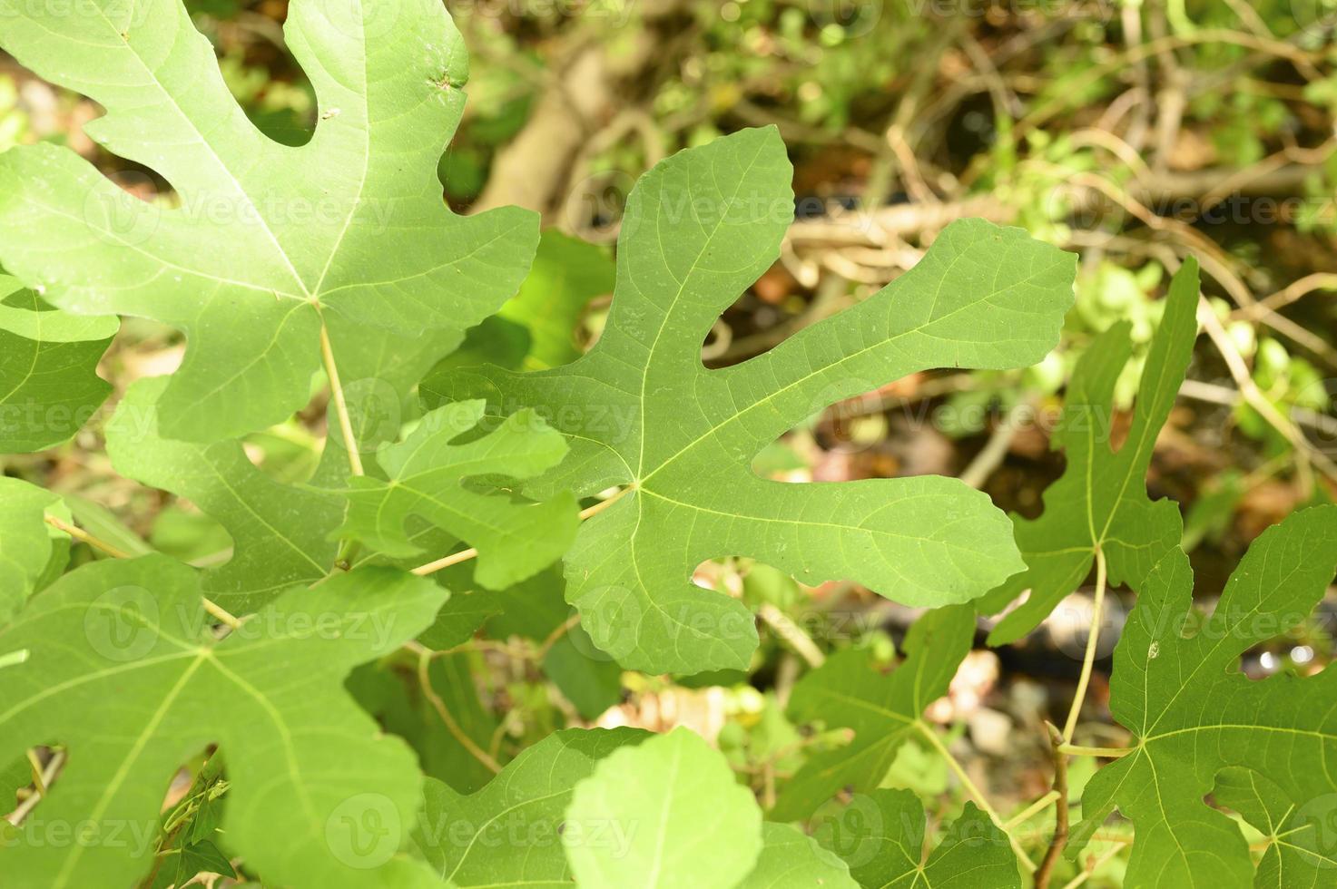 gröna vilda fikonblad i regnskogen med solstrålar foto