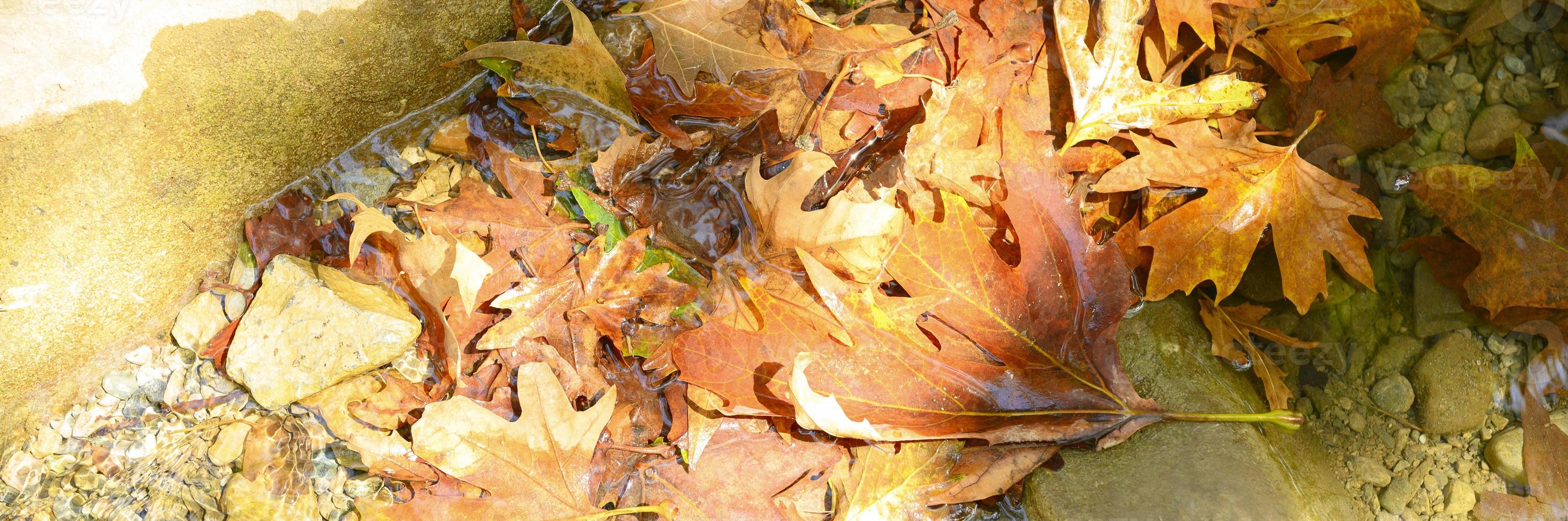 hög med våta fallna höstlönnlöv i vattnet och stenarna foto