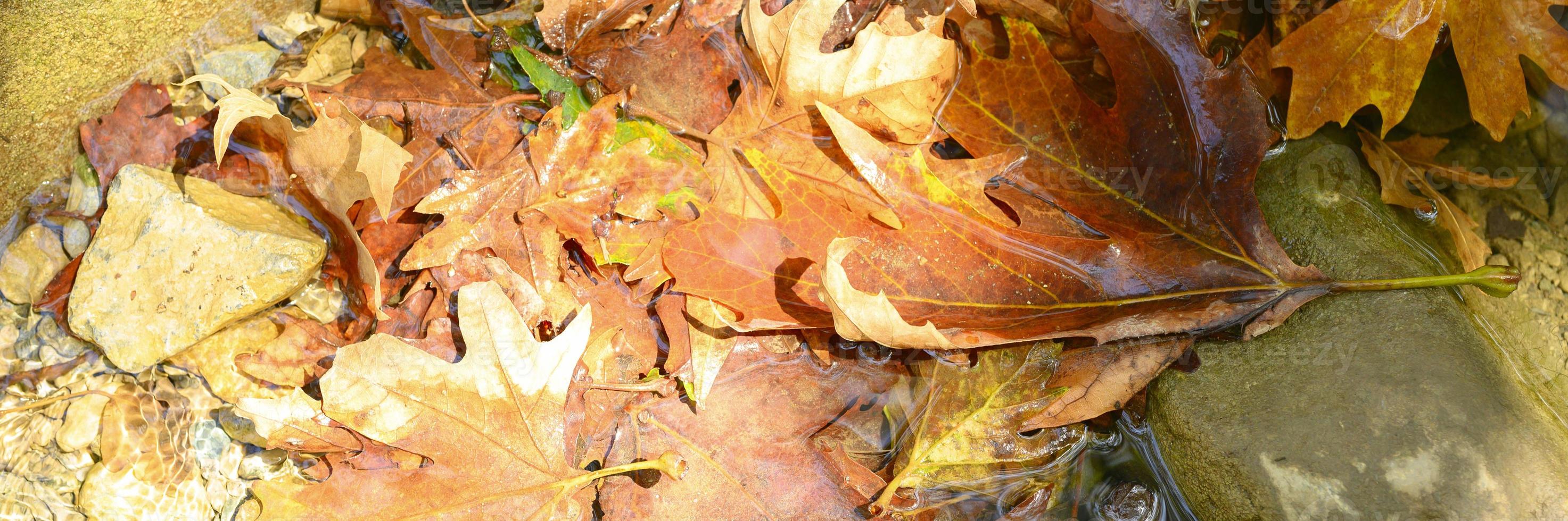 hög med våta fallna höstlönnlöv i vattnet och stenarna foto