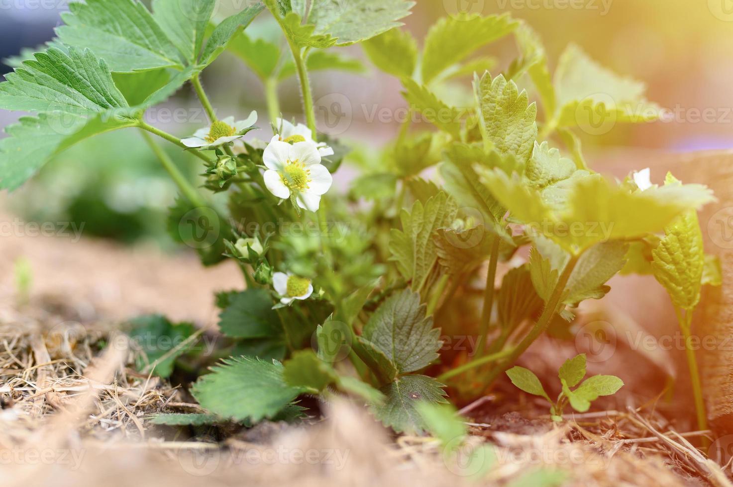 en blommande jordgubbar i en trädgårdssäng på våren foto