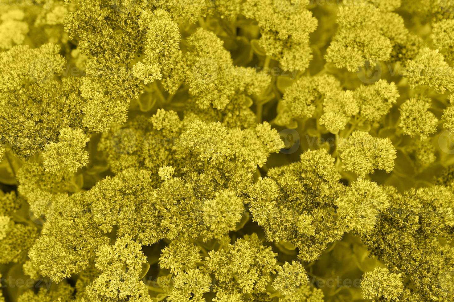 bakgrund av gula blommande blommor foto