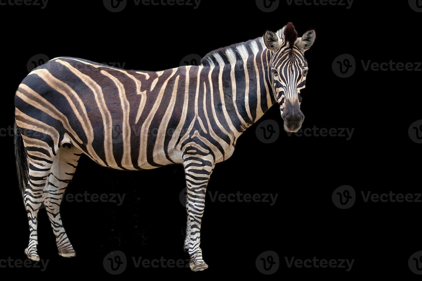 zebra på en svart bakgrund foto