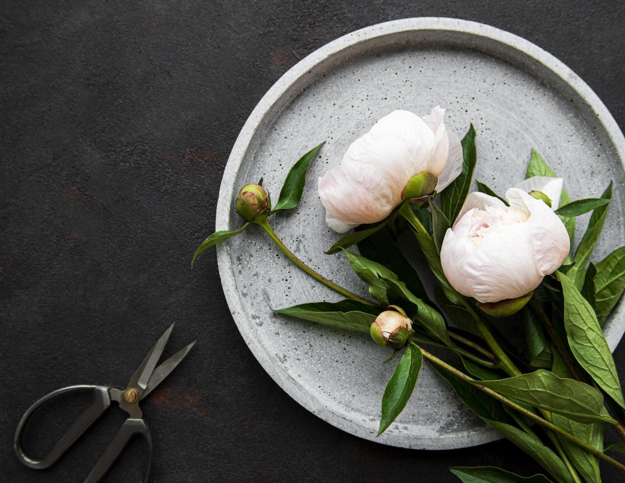 pion blommor på en svart betong bakgrund foto