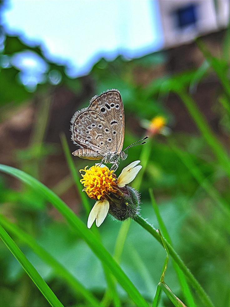 en små fjäril på en blommor. foto