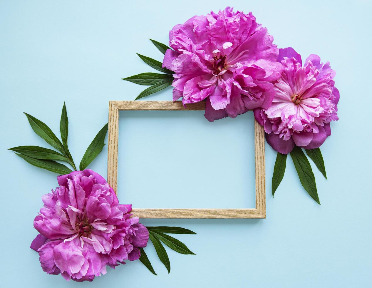 träram omgiven av vackra rosa pioner på en blå bakgrund foto